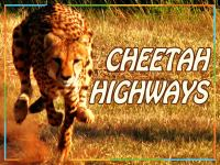 Cheetah_Highways